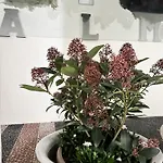 Palazzo Alm Όπως