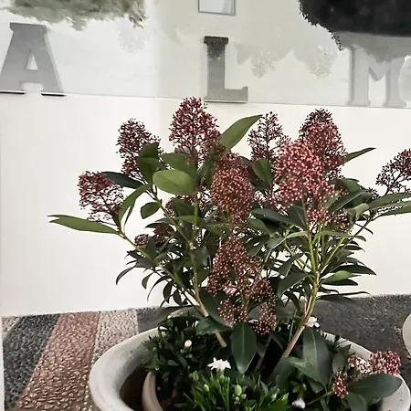 Palazzo Alm كومو